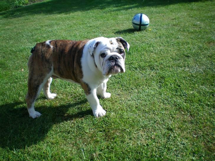 Engelsk bulldog Sumo billede 10