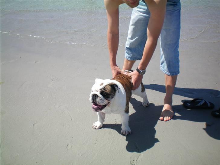 Engelsk bulldog Sumo billede 11