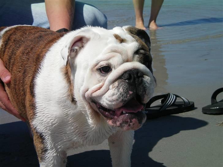 Engelsk bulldog Sumo billede 12