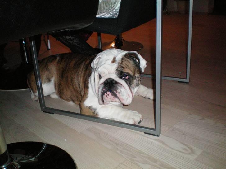 Engelsk bulldog Sumo billede 13