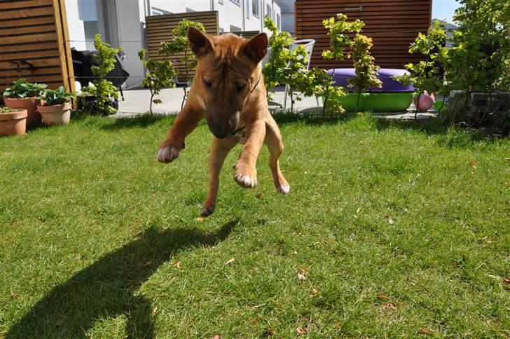 Bullterrier miniature Elmo (DKK) R.I.P. 14.3.11 billede 14