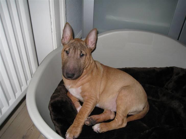 Bullterrier miniature Elmo (DKK) R.I.P. 14.3.11 billede 15