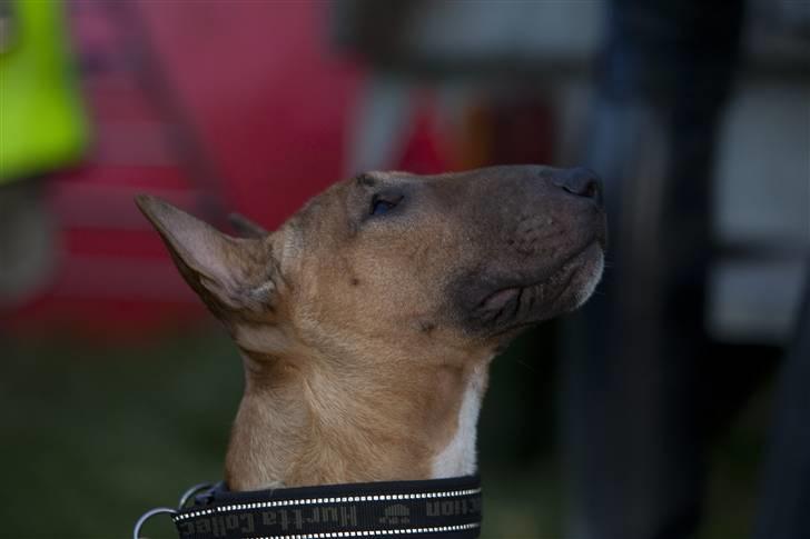 Bullterrier miniature Elmo (DKK) R.I.P. 14.3.11 billede 16