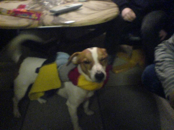 Dansk svensk gaardhund Max billede 2