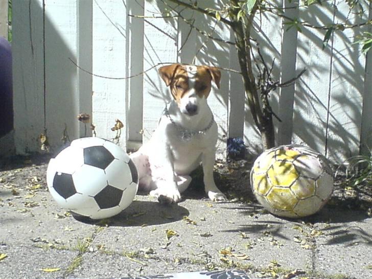 Dansk svensk gaardhund Max billede 3