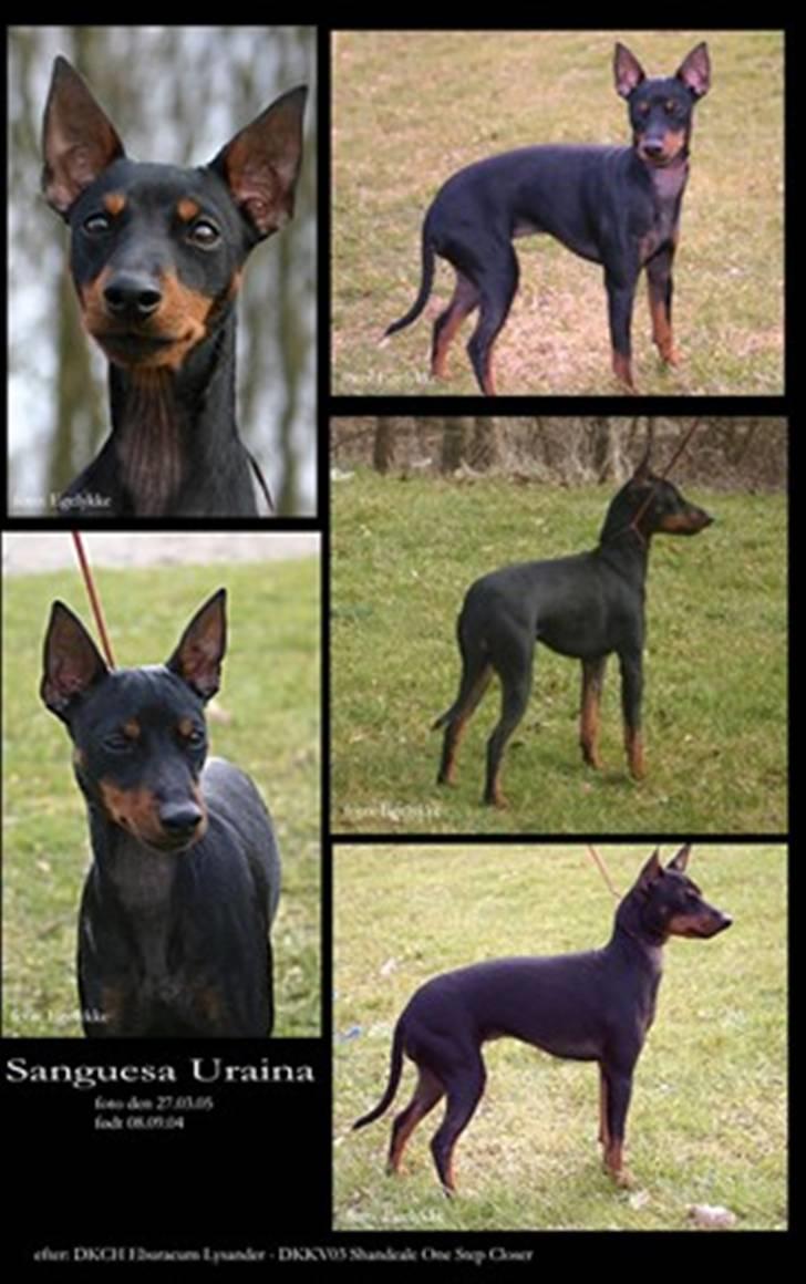 Engelsk toy terrier Sanguesa Uraina billede 1