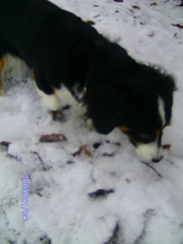 Blanding af racer Ludo billede 9