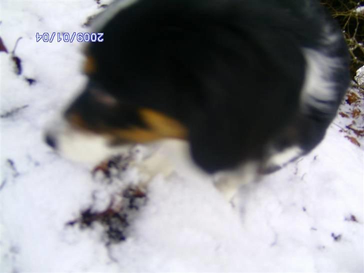 Blanding af racer Ludo billede 10