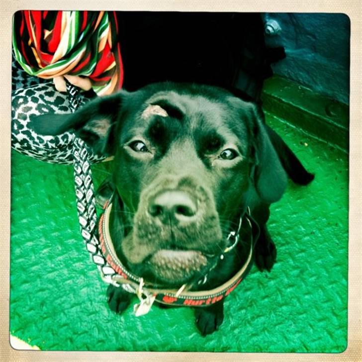 Blanding af racer Thyra (Boxer/Labrador) billede 1