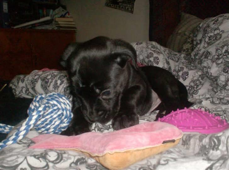 Blanding af racer Thyra (Boxer/Labrador) - Undersøger alt det nye legetøj.. billede 2