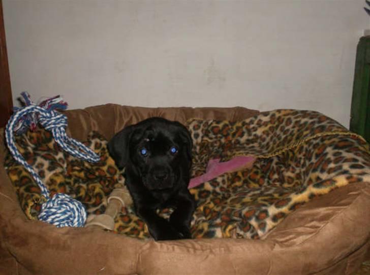 Blanding af racer Thyra (Boxer/Labrador) billede 3