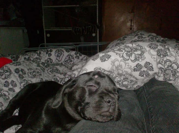 Blanding af racer Thyra (Boxer/Labrador) - Zzzzz.. billede 4
