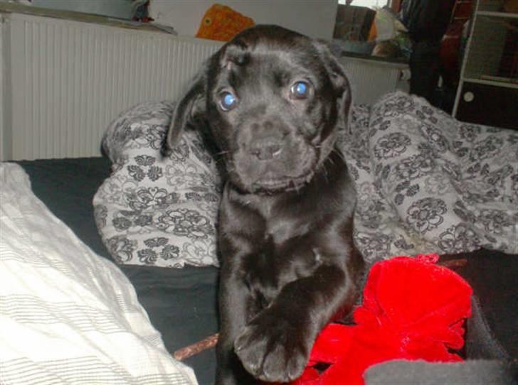 Blanding af racer Thyra (Boxer/Labrador) - Vil lege med kameraet billede 5