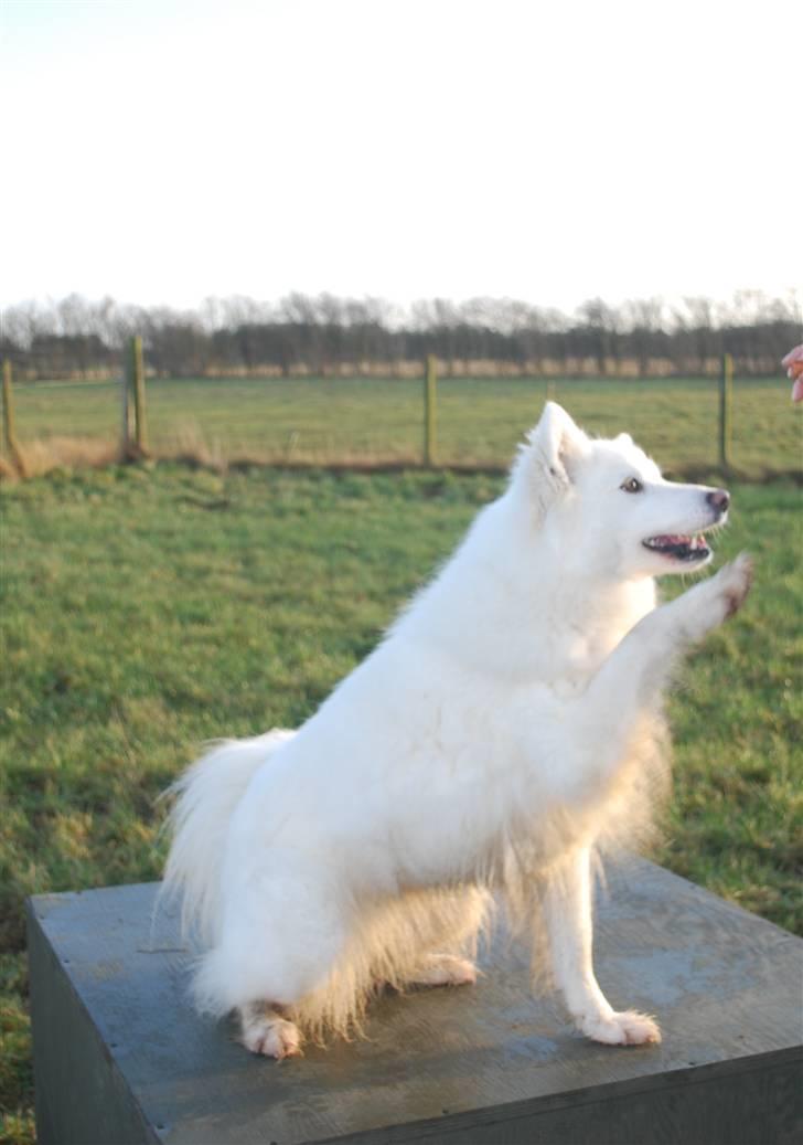 Dansk Spids Nikka - Nikka giver lige en højre.. :D billede 2