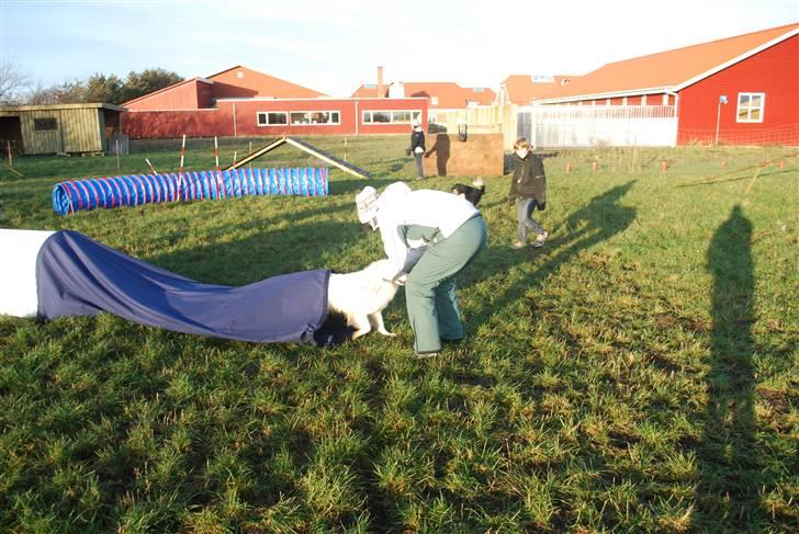 Dansk Spids Nikka - Nikka og jeg træner agility billede 3