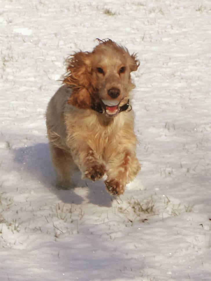 Cocker spaniel Aslan billede 14