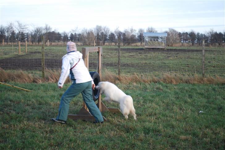 Dansk Spids Nikka - Hjul igennem.. så let som ingen ting. :P billede 4