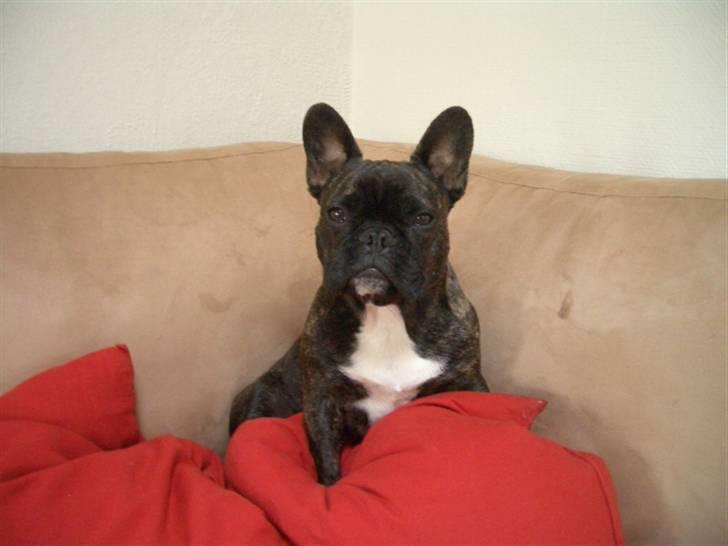 Fransk bulldog Robert2 - Hvad sofapuderne gemte :-) billede 17