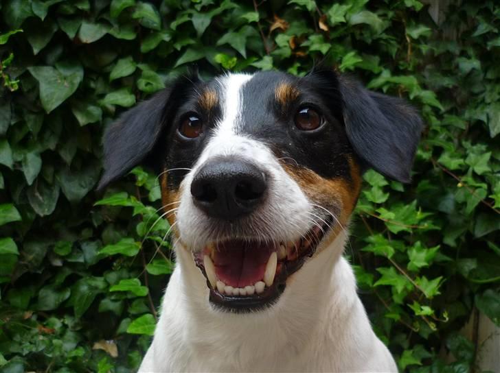 Dansk svensk gaardhund Casper R.I.P. - Farvel og tak for kigget =3 Husk at bedømme og lægge en kommentar :D billede 20