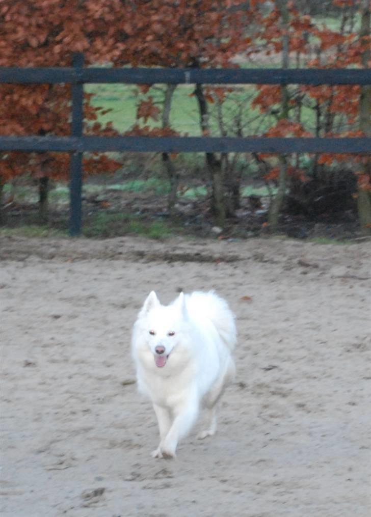 Dansk Spids Nikka - Nikka på hundetrænerens ridebane.. :D billede 5