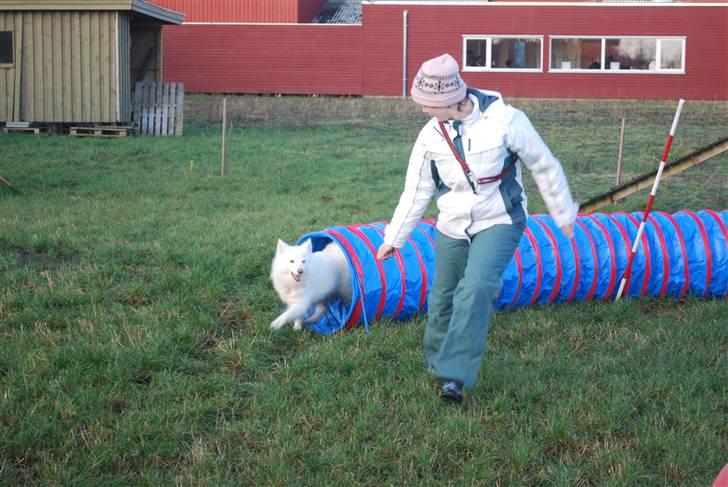 Dansk Spids Nikka - Tunnel.. :D billede 6