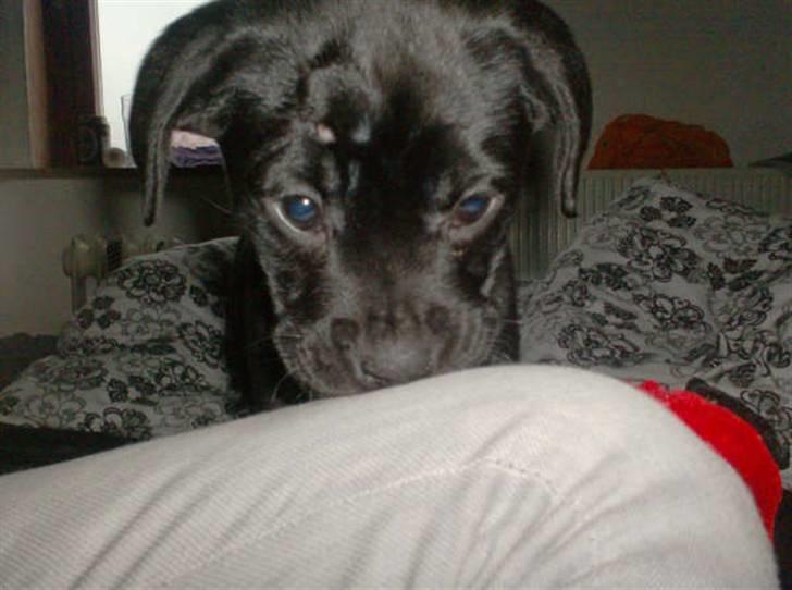 Blanding af racer Thyra (Boxer/Labrador) - lugter godt hehe billede 6