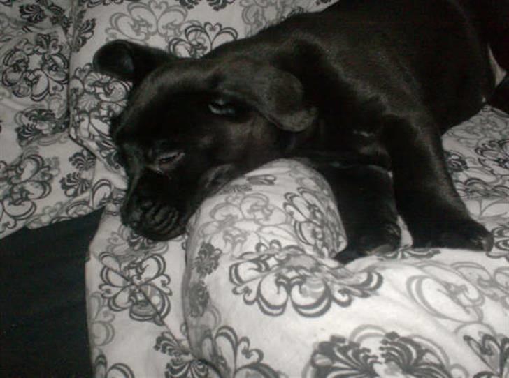 Blanding af racer Thyra (Boxer/Labrador) billede 7