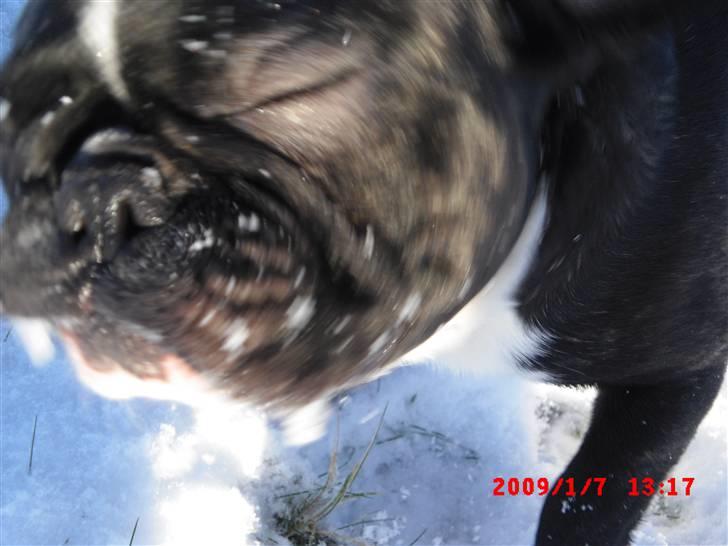 Fransk bulldog Cæsar billede 20