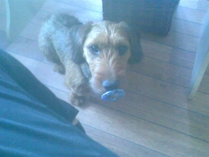 Blanding af racer Carlo billede 1