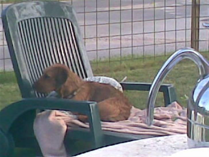 Blanding af racer Carlo billede 2