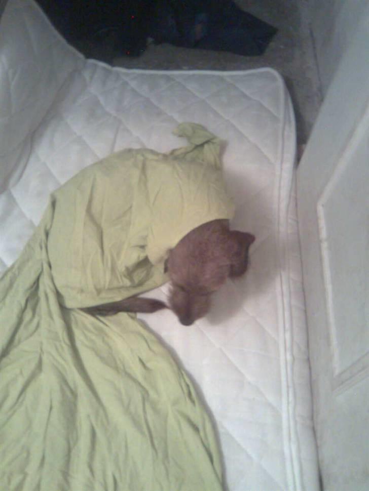 Blanding af racer Carlo billede 3