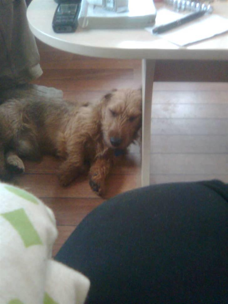 Blanding af racer Carlo billede 4