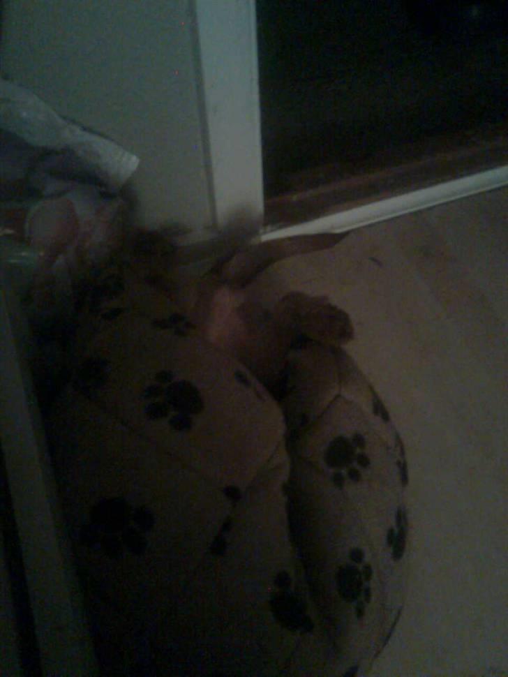 Blanding af racer Carlo billede 5