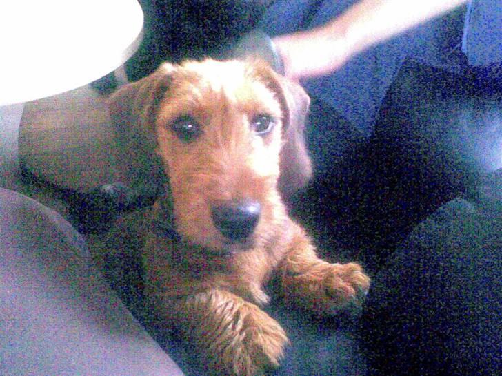 Blanding af racer Carlo billede 6