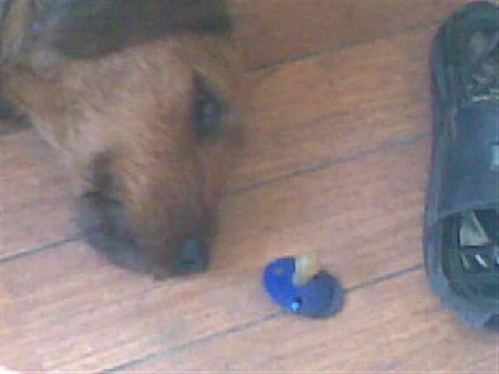 Blanding af racer Carlo billede 7