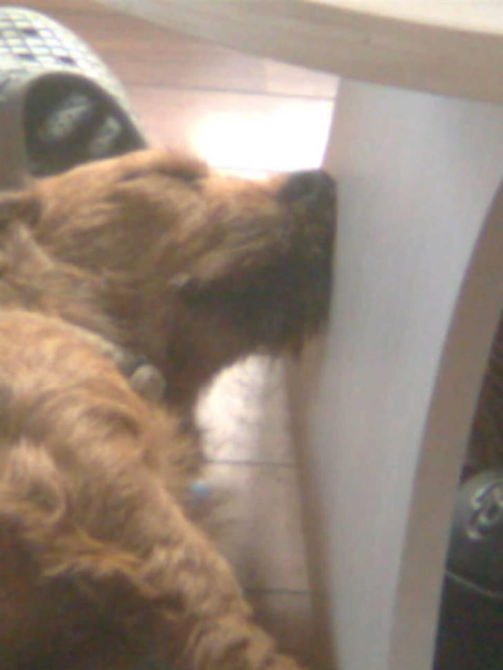 Blanding af racer Carlo billede 8