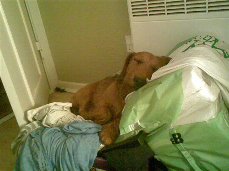 Blanding af racer Carlo billede 9