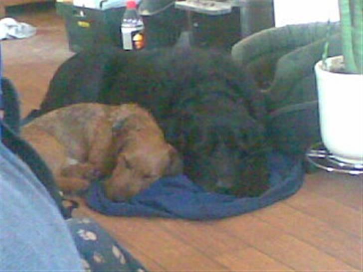 Blanding af racer Carlo billede 10