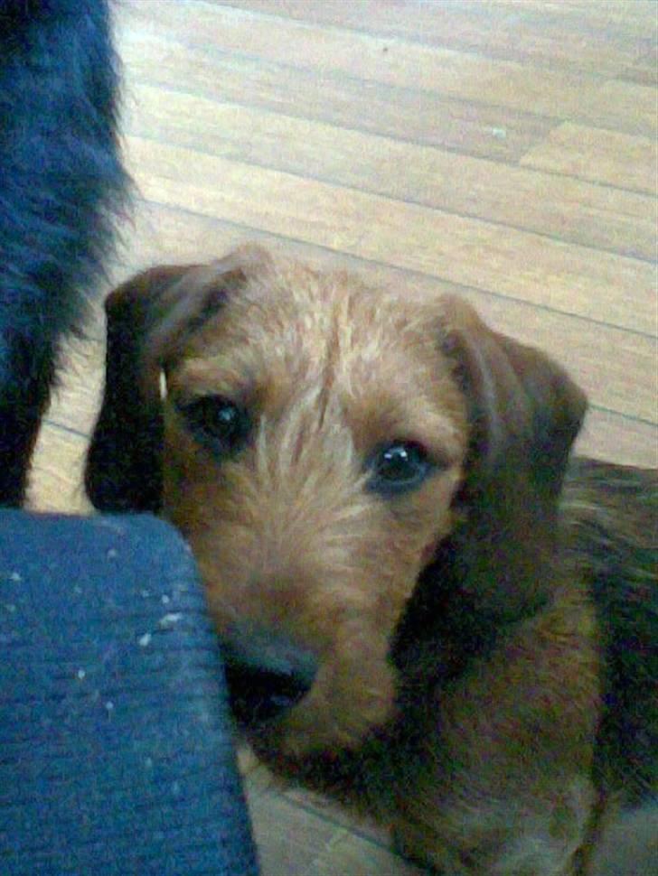 Blanding af racer Carlo billede 11