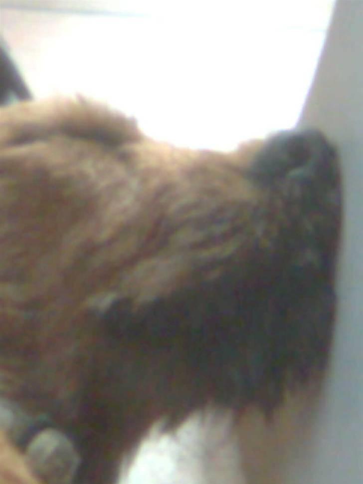 Blanding af racer Carlo billede 12