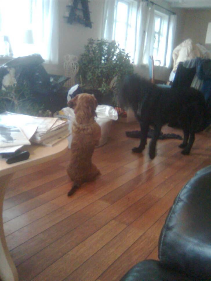 Blanding af racer Carlo billede 13