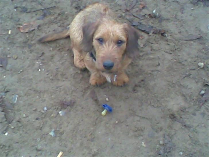 Blanding af racer Carlo billede 15