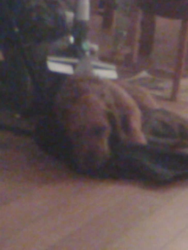 Blanding af racer Carlo billede 16