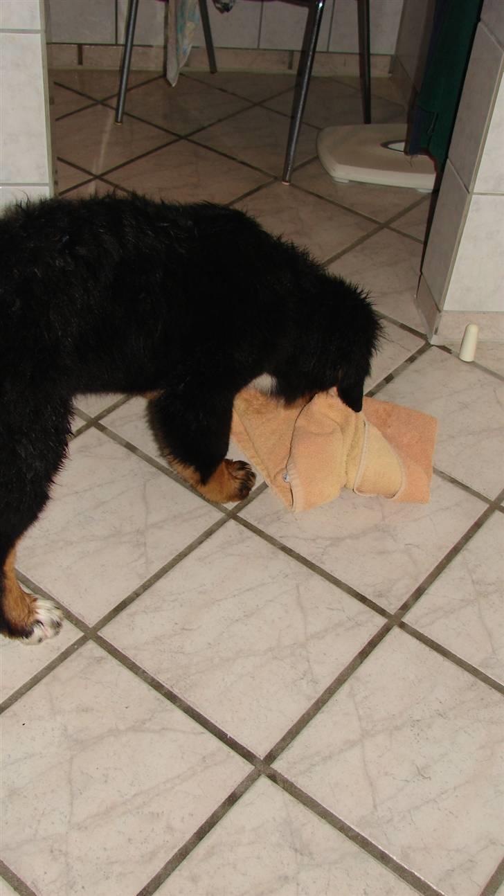 Berner sennenhund Bonzo - Glemte lige at tilføje, at han også godt kan gøre rent :0) billede 16