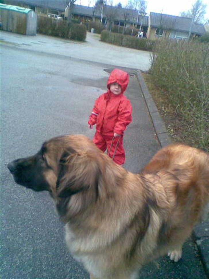 Leonberger Leodania´s Phaona Shewolf - Man behøver ikke være stor for at gå tur med en leonberger billede 13