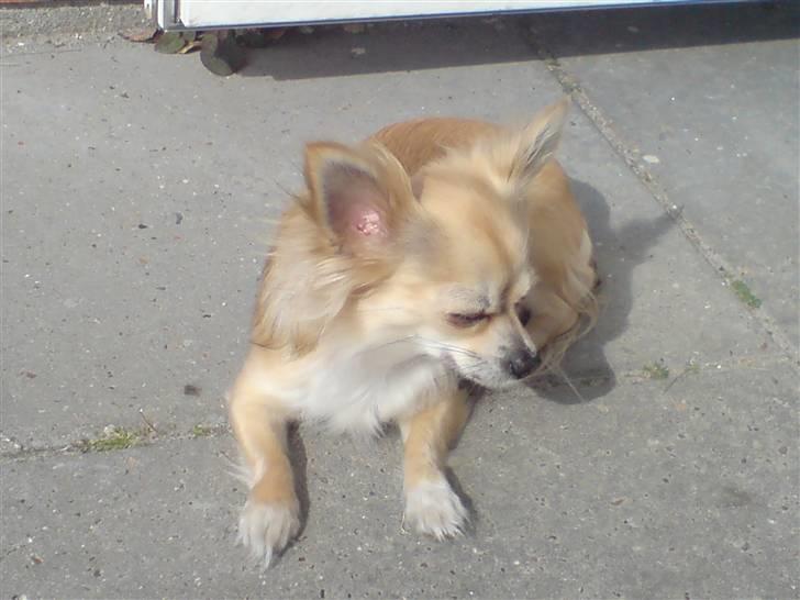 Chihuahua Pippi billede 1