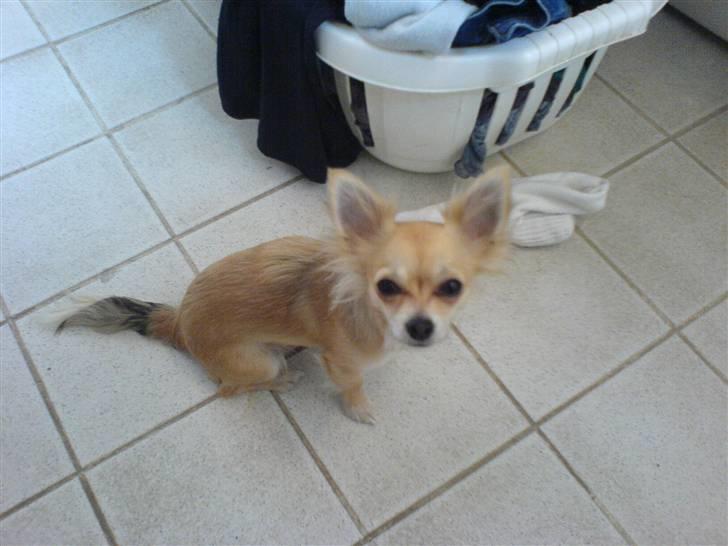Chihuahua Pippi billede 2
