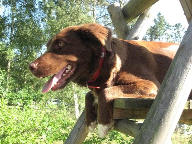 Blanding af racer Sigge - Sigge på sin udkigspost..hehe.. billede 16