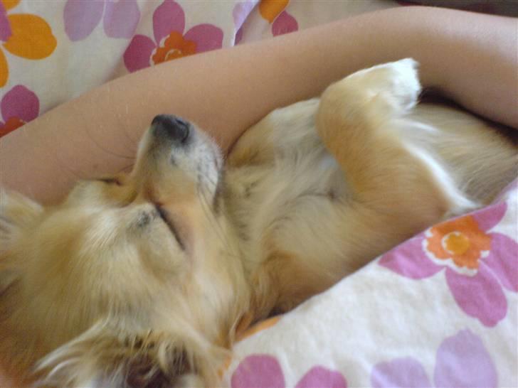 Chihuahua Pippi billede 3