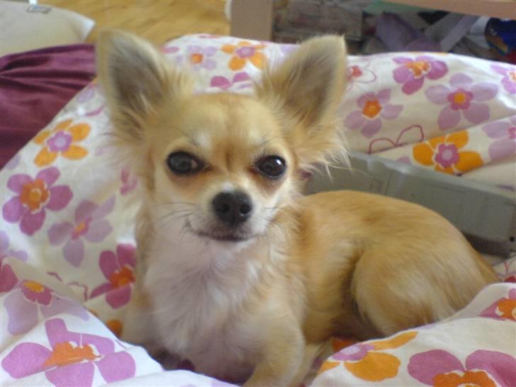 Chihuahua Pippi billede 4